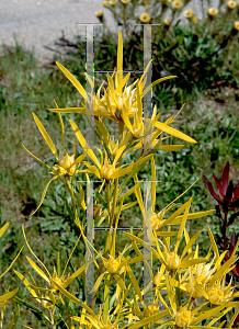 Picture of Leucadendron eucalyptifolium 