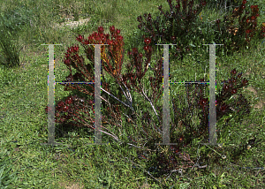 Picture of Leucadendron salignum 'Winter Red'