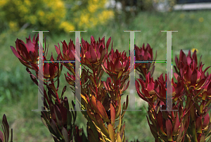 Picture of Leucadendron salignum 'Winter Red'