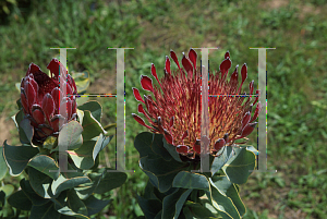 Picture of Protea eximia 'Fiery Dutchess'