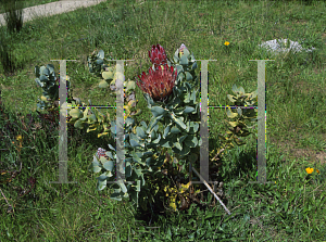Picture of Protea eximia 'Fiery Dutchess'