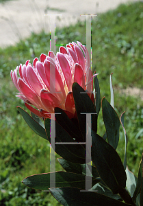 Picture of Protea compacta 