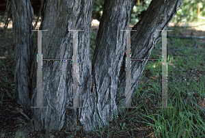 Picture of Leptospermum wooroonooran 