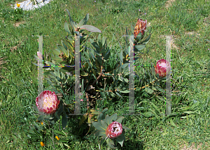 Picture of Protea compacta 