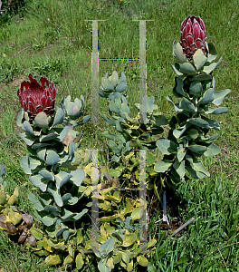 Picture of Protea compacta 