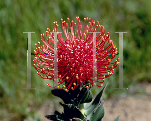 Picture of Leucospermum cordifolium 'Fire Dance'