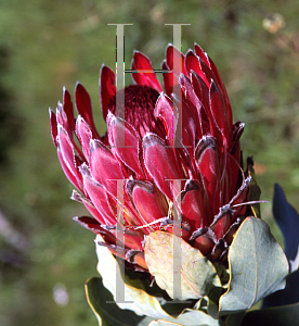 Picture of Protea eximia 'Fiery Dutchess'