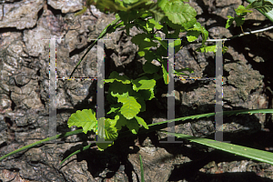 Picture of Nothofagus obliqua 