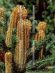 Picture of Banksia ericifolia 'Gold-and-Red'