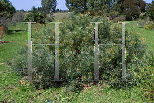 Picture of Banksia grossa 