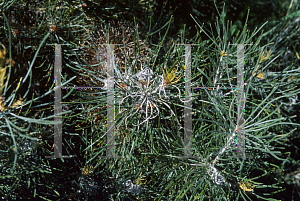 Picture of Banksia grossa 