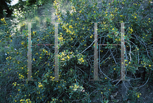 Picture of Mahonia aquifolium var. dictyota 