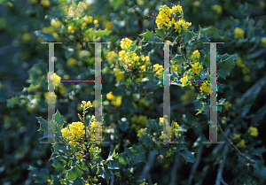 Picture of Mahonia aquifolium var. dictyota 