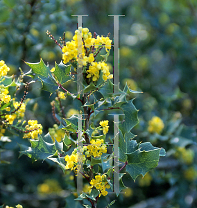 Picture of Mahonia aquifolium var. dictyota 