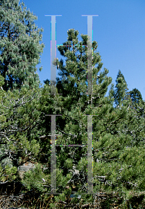 Picture of Pinus contorta ssp. bolanderi 