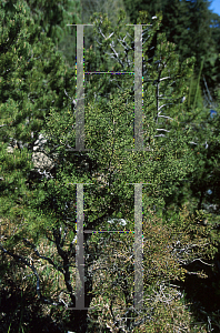 Picture of Cupressus goveniana var. pygmaea 