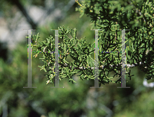 Picture of Cupressus goveniana var. pygmaea 