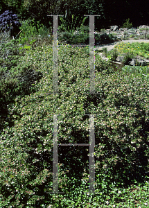 Picture of Arctostaphylos pumila 