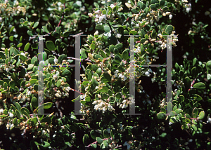 Picture of Arctostaphylos pumila 