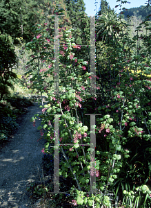 Picture of Ribes sanguineum var. glutinosum 'Joyce Rose'