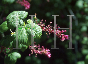 Picture of Ribes sanguineum var. glutinosum 'Joyce Rose'