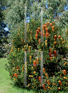 Picture of Banksia ericifolia 'Gold-and-Red'