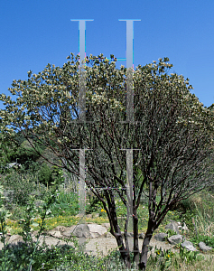 Picture of Arctostaphylos hooveri 