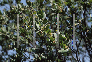 Picture of Arctostaphylos hooveri 