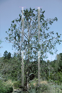 Picture of Juniperus occidentalis 