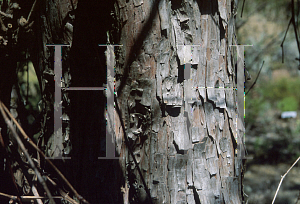 Picture of Juniperus occidentalis 