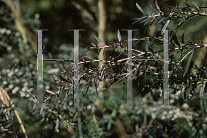 Picture of Leptospermum brevipes 'Burgundy Spray'