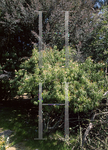 Picture of Pandorea doratoxylon 