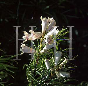 Picture of Pandorea doratoxylon 