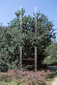 Picture of Banksia marginata 
