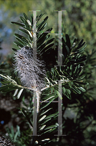 Picture of Banksia marginata 