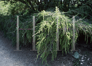 Picture of Leptospermum continentale 'Horizontalis'