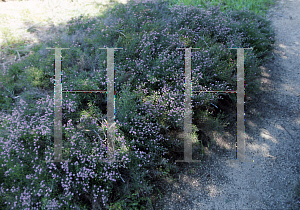 Picture of Kunzea parvifolia 'Dwarf'