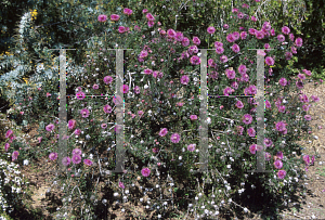 Picture of Isopogon formosus 