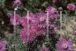 Picture of Isopogon formosus 