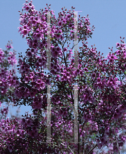 Picture of Brachysema praemorsum 'Bronze Butterfly'