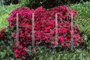 Picture of Rhododendron x obtusum 'Ima-shojo'