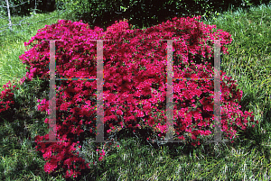 Picture of Rhododendron x obtusum 'Ima-shojo'