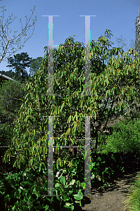 Picture of Rhododendron griffithianum var. roseum 