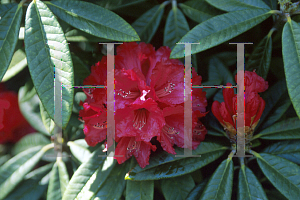 Picture of Rhododendron arboreum ssp. arboreum 