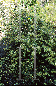 Picture of Rhododendron x 'Lemon Mist'