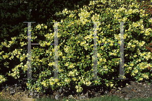 Picture of Rhododendron x 'Lemon Mist'