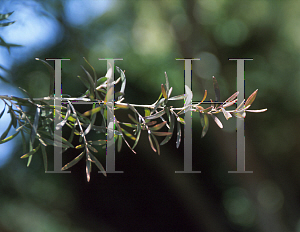 Picture of Leptospermum brevipes 'Burgundy Star'