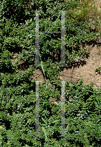 Picture of Myoporum parvifolium 