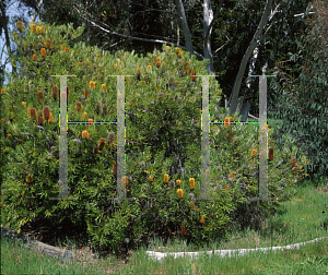 Picture of Banksia spinulosa 