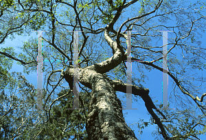 Picture of Nothofagus obliqua 